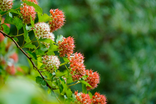 Parker's Picks — Prairie Ninebark — Masterson's Garden Center, Inc.